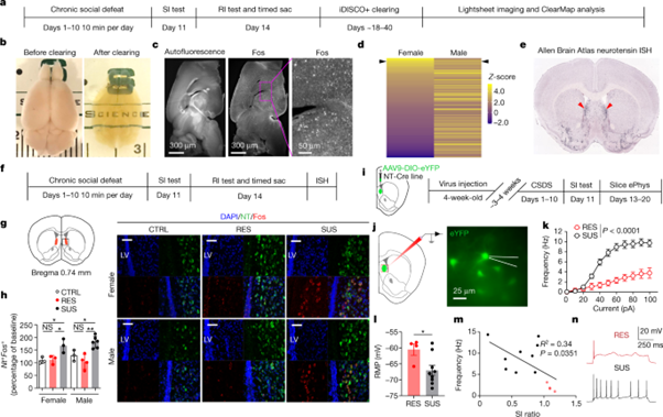 [fig2] Social trauma engages lateral septum circuitry to occlude social reward