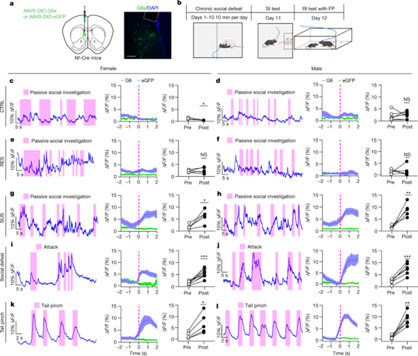 [fig3] Social trauma engages lateral septum circuitry to occlude social reward