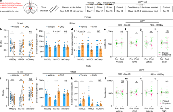 [fig4] Social trauma engages lateral septum circuitry to occlude social reward