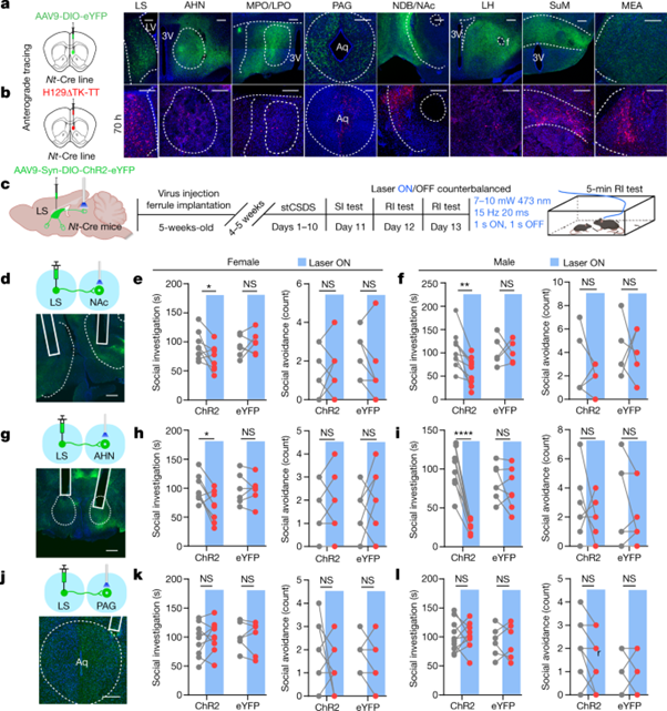 [fig5] Social trauma engages lateral septum circuitry to occlude social reward