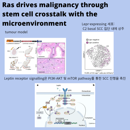 Ras drives malignancy through stem cell crosstalk with the microenvironment