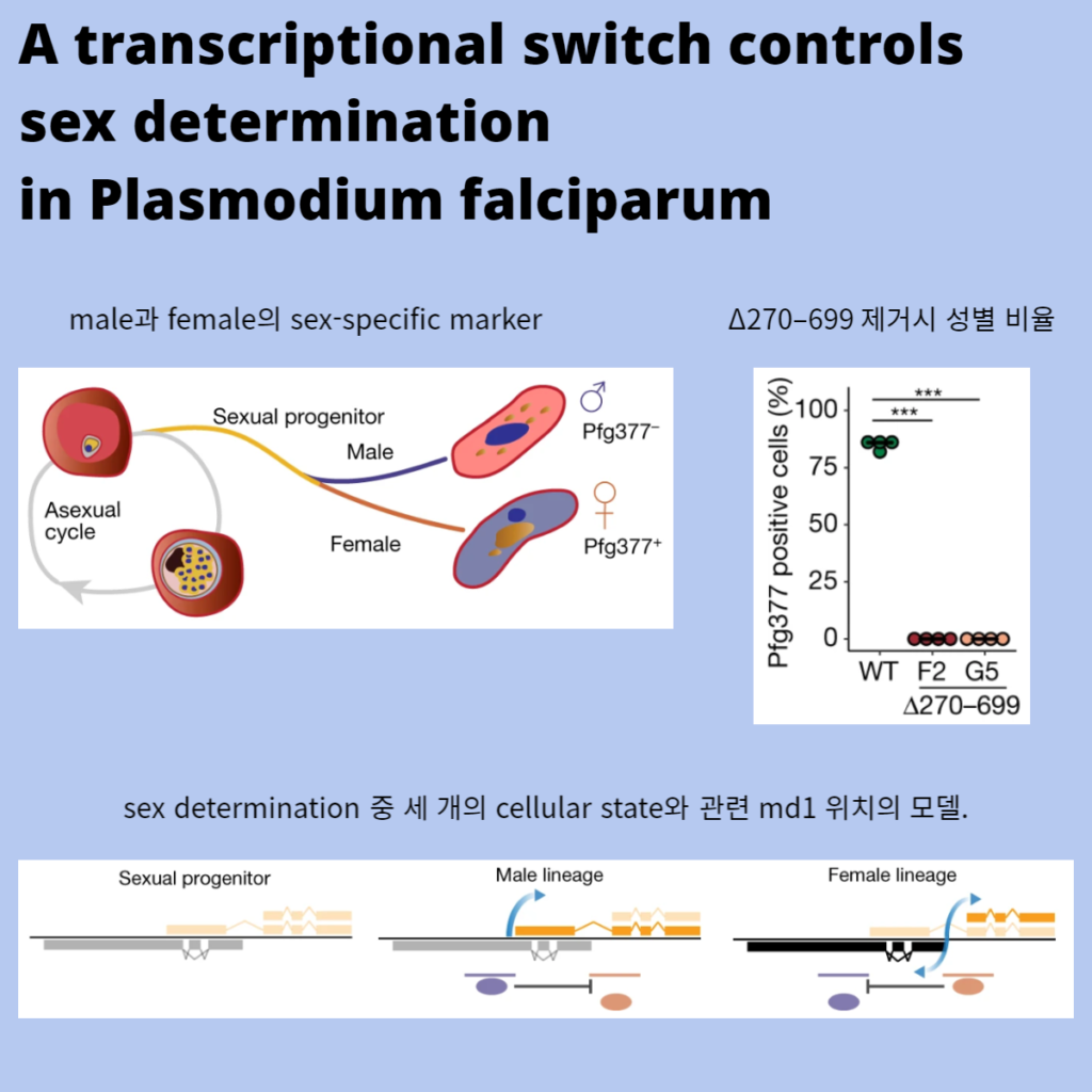 A transcriptional switch controls sex determination in Plasmodium falciparum