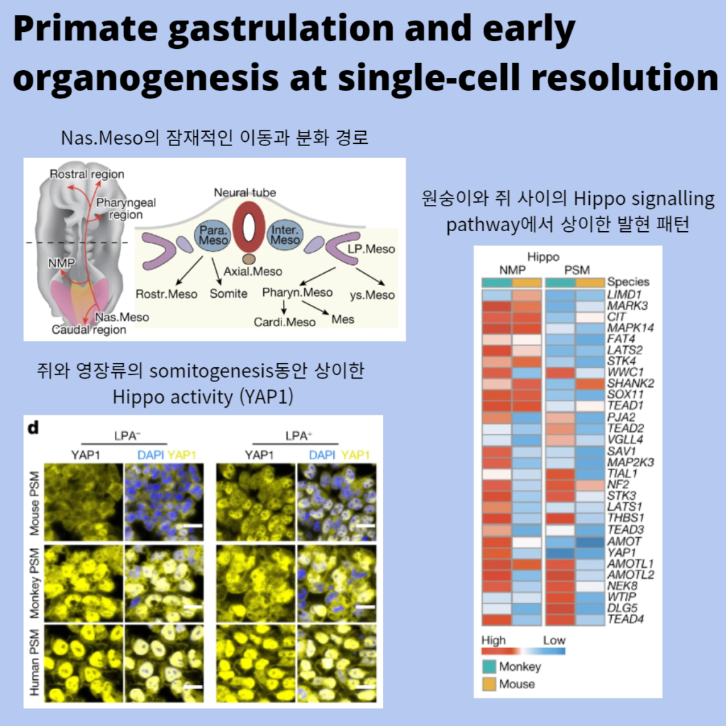 Primate gastrulation and early organogenesis at single-cell resolution