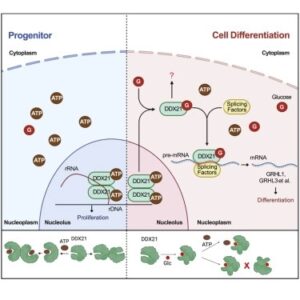 Read more about the article Glucose dissociates DDX21 dimers to regulate mRNA splicing and tissue differentiation