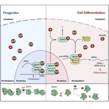 Read more about the article Glucose dissociates DDX21 dimers to regulate mRNA splicing and tissue differentiation