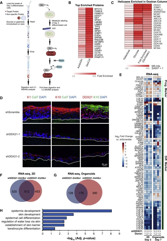 Glucose dissociates DDX21 dimers to regulate mRNA splicing and tissue differentiation