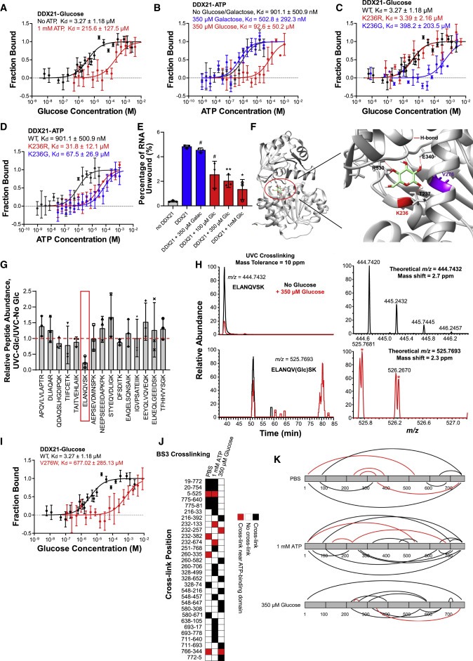 Glucose dissociates DDX21 dimers to regulate mRNA splicing and tissue differentiation