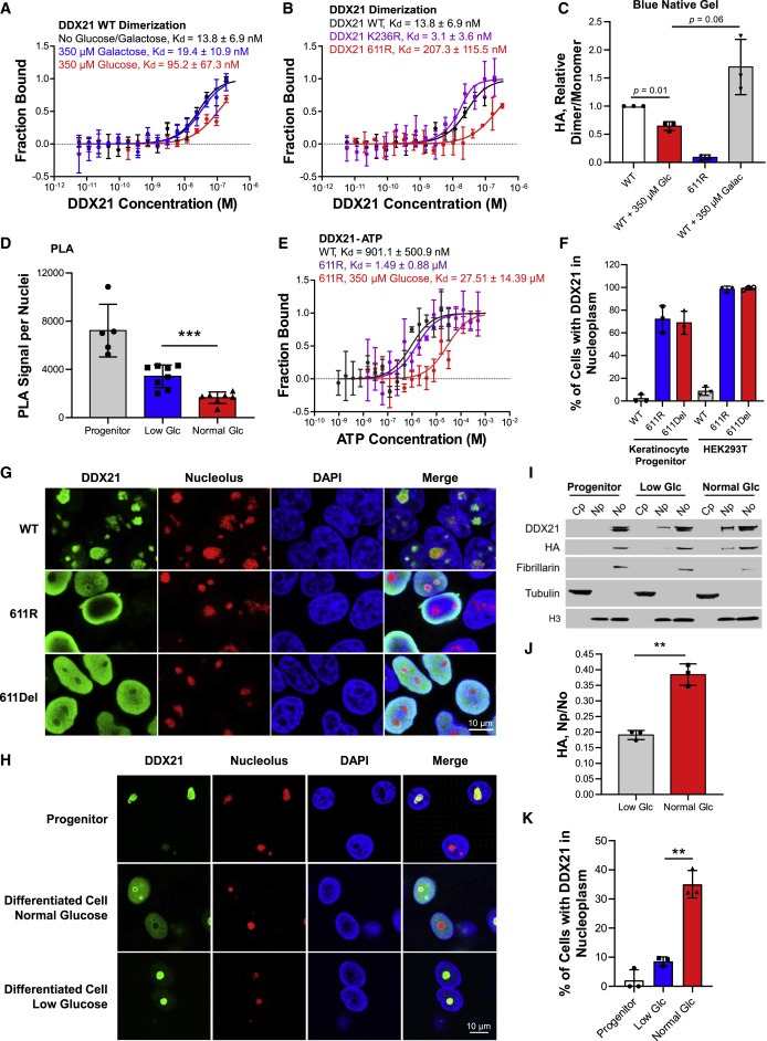 Glucose dissociates DDX21 dimers to regulate mRNA splicing and tissue differentiation