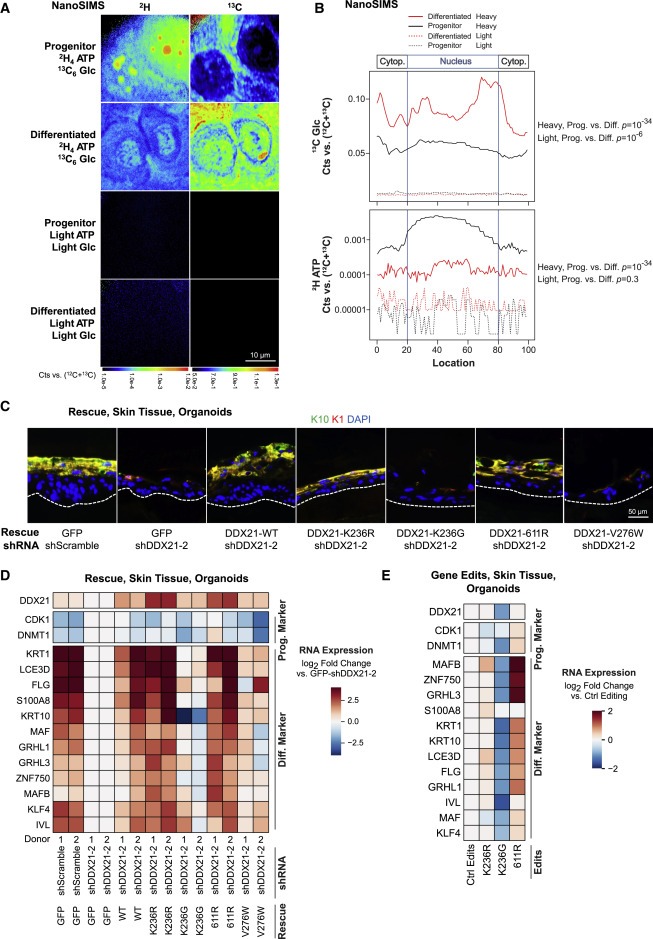 Glucose dissociates DDX21 dimers to regulate mRNA splicing and tissue differentiation