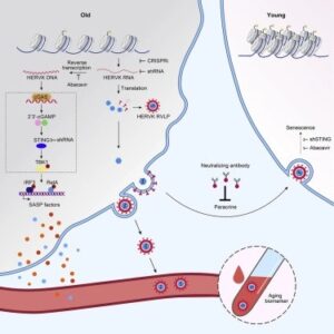 Read more about the article Resurrection of endogenous retroviruses during aging reinforces senescence