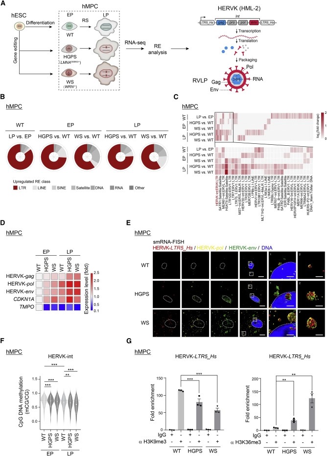 Resurrection of endogenous retroviruses during aging reinforces senescence