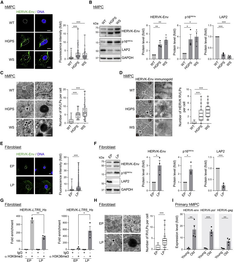 Resurrection of endogenous retroviruses during aging reinforces senescence