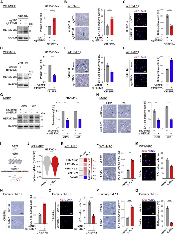 Resurrection of endogenous retroviruses during aging reinforces senescence