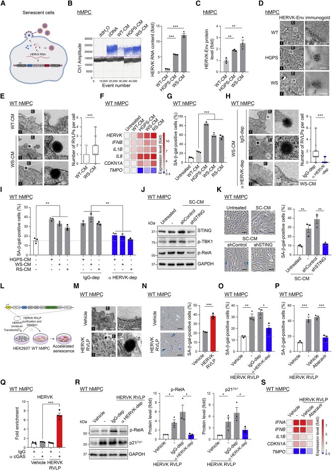 Resurrection of endogenous retroviruses during aging reinforces senescence