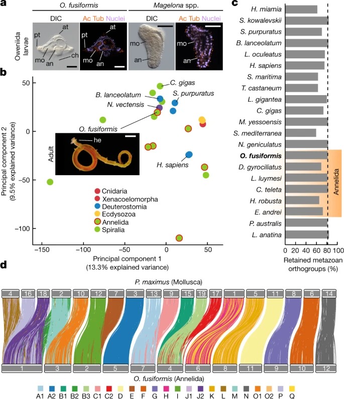 Annelid functional genomics reveal the origins of bilaterian life cycles