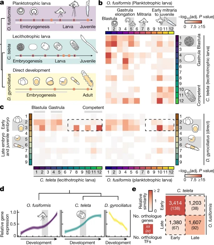 Annelid functional genomics reveal the origins of bilaterian life cycles