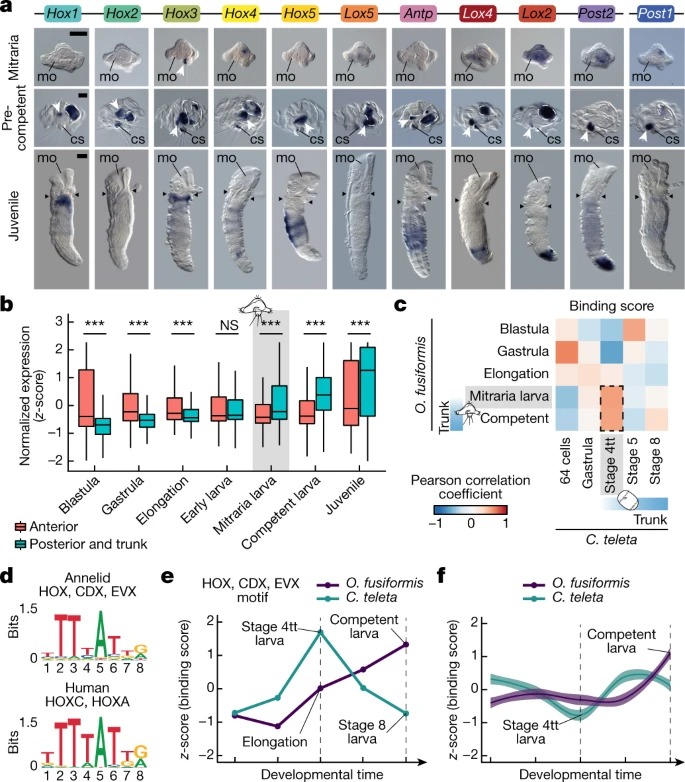 Annelid functional genomics reveal the origins of bilaterian life cycles