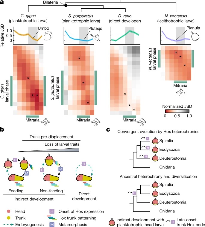 Annelid functional genomics reveal the origins of bilaterian life cycles