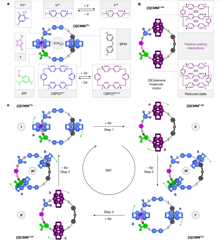 Design and working mechanism of the catenane molecular motor CMM.