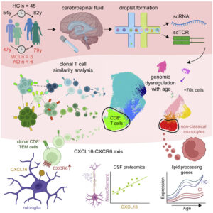 Read more about the article Cerebrospinal fluid immune dysregulation during healthy brain aging and cognitive impairment