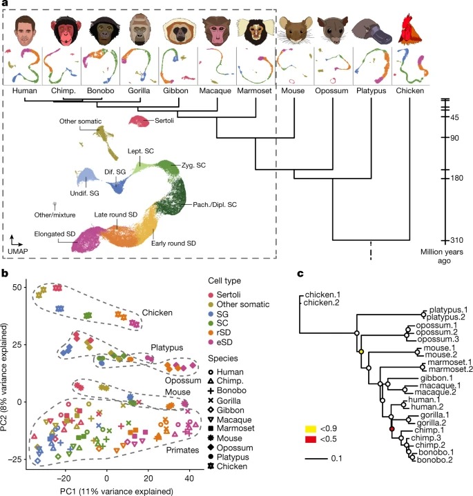 The molecular evolution of spermatogenesis across mammals