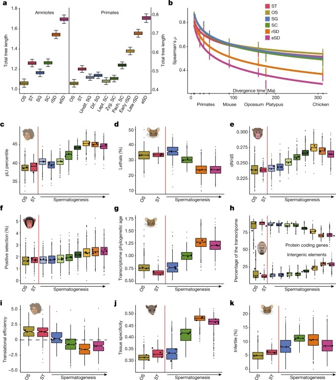 The molecular evolution of spermatogenesis across mammals