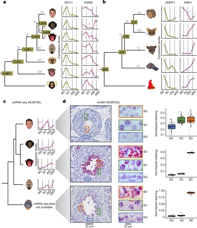 The molecular evolution of spermatogenesis across mammals