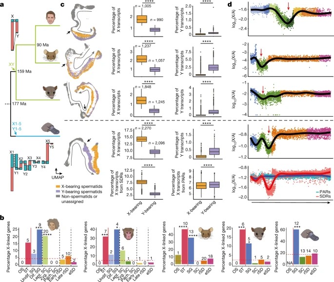 The molecular evolution of spermatogenesis across mammals