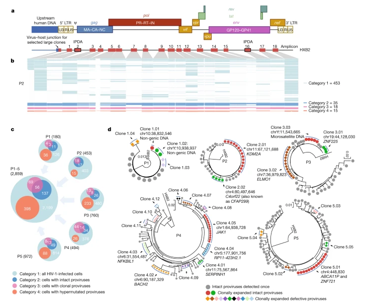 Combined assessment of cellular phenotype and proviral sequence in HIV-1-infected cells (PheP-seq) from PB