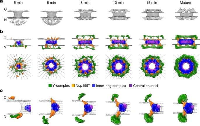 A quantitative map of nuclear pore assembly reveals two distinct mechanisms