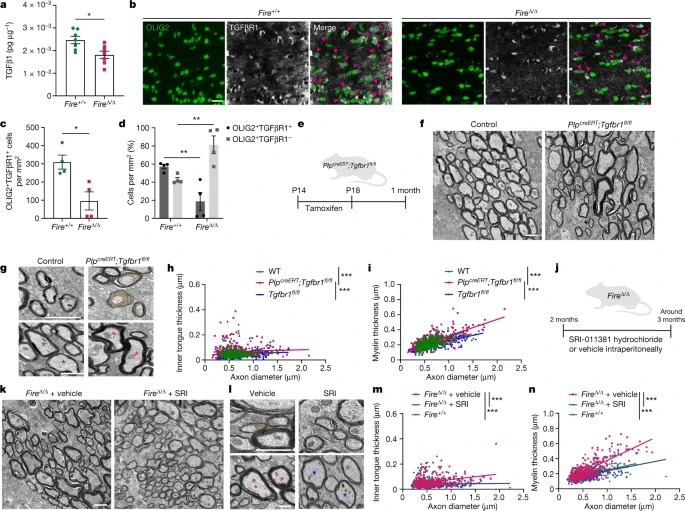 Microglia regulate central nervous system myelin growth and integrity