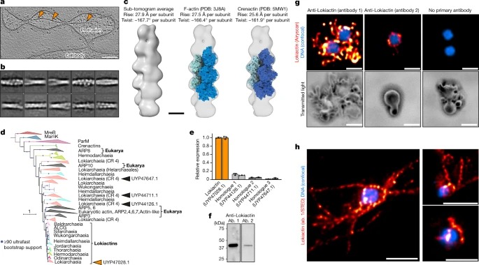 Actin cytoskeleton and complex cell architecture in an Asgard archaeon