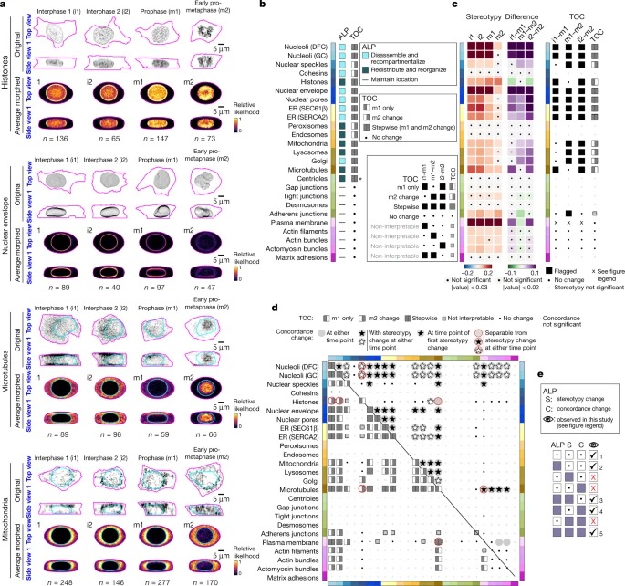 Integrated intracellular organization and its variations in human iPS cells