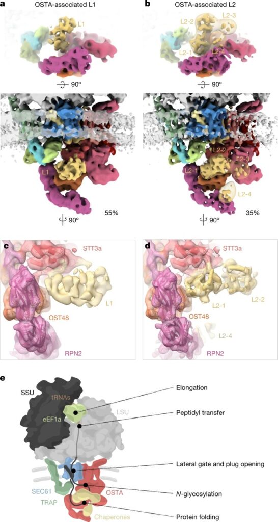 Visualization of translation and protein biogenesis at the ER membrane