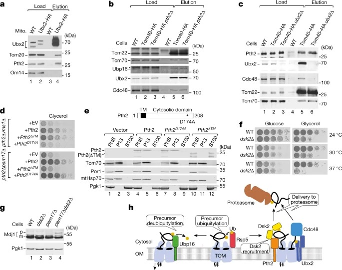 Mitochondrial complexome reveals quality-control pathways of protein import