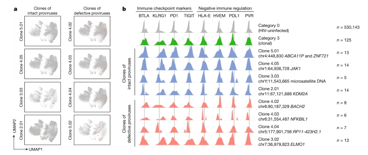 Phenotypic profile of individual HIV-1-infected CD4+ T cell clones circulating in PB.