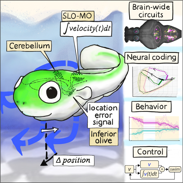 A brainstem integrator for self-location memory and positional homeostasis in zebrafish