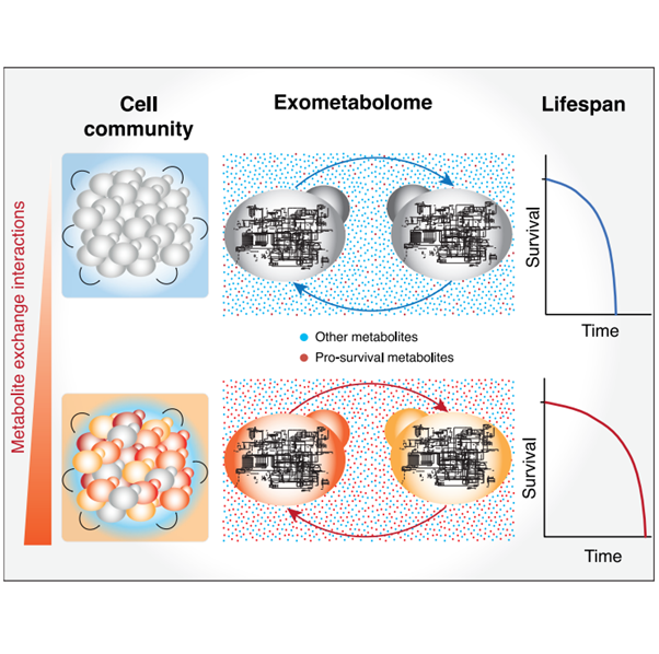 [Abs] Cell-cell metabolite exchange creates a pro-survival metabolic environment that extends lifespan