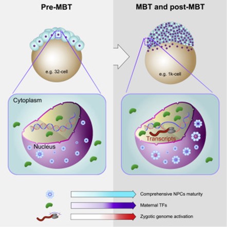 [Abs] Comprehensive maturity of nuclear pore complexes regulates zygotic genome activation