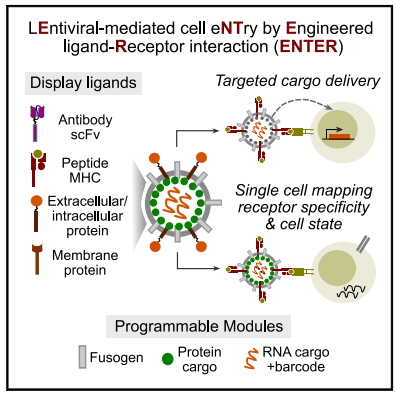 [Abs] Engineered cell entry links receptor biology with single-cell genomics