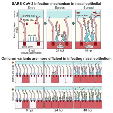 [Abs] SARS-CoV-2 replication in airway epithelia requires motile cilia and microvillar reprogramming