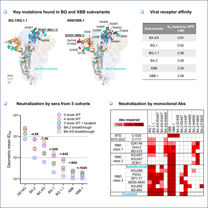 Read more about the article Alarming antibody evasion properties of rising SARS-CoV-2 BQ and XBB subvariants