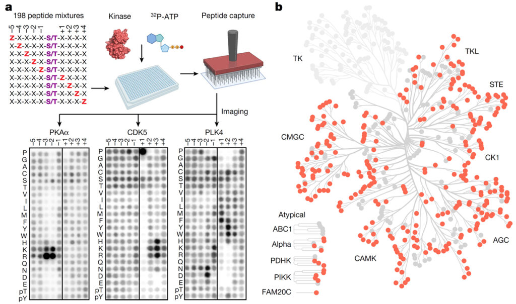 An atlas of substrate specificities for the human serine,threonine kinome