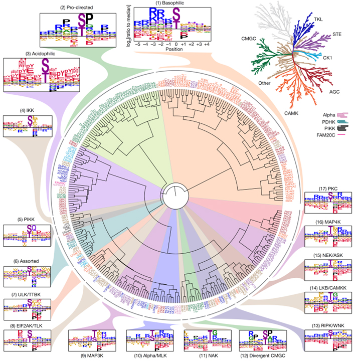 An atlas of substrate specificities for the human serine,threonine kinome