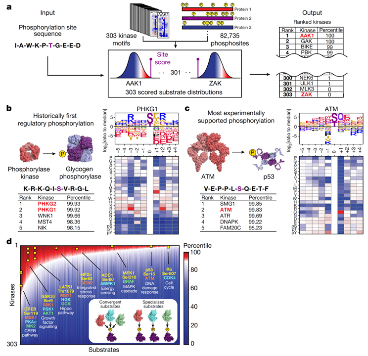 An atlas of substrate specificities for the human serine,threonine kinome