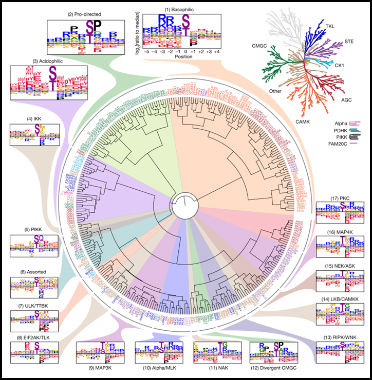 Read more about the article An atlas of substrate specificities for the human serine/threonine kinome