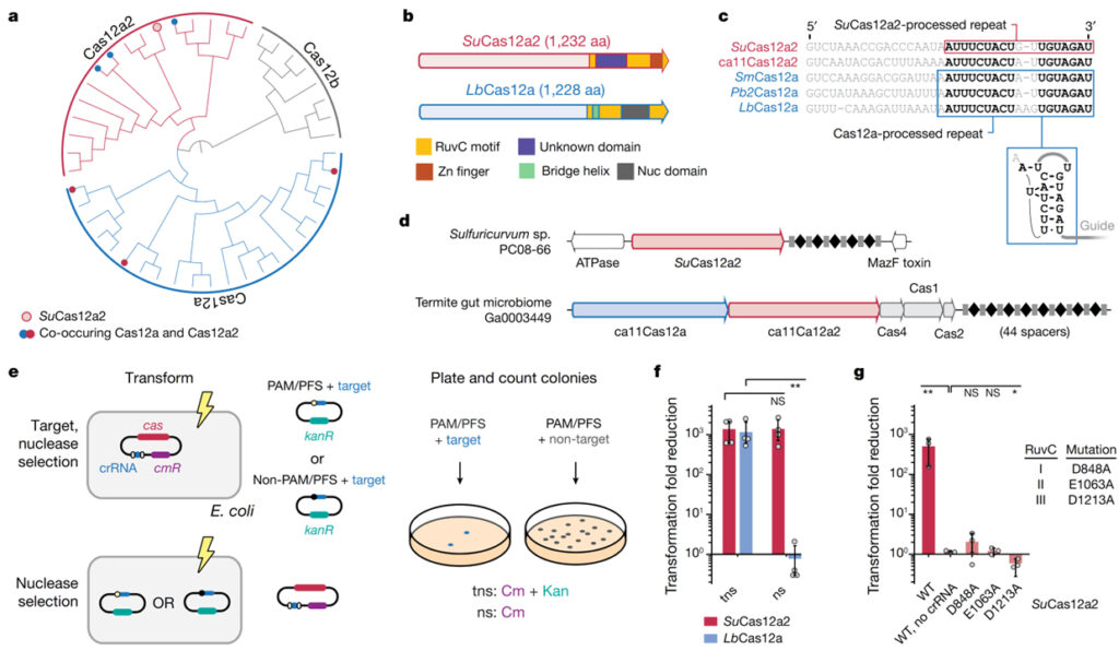 Cas12a2 elicits abortive infection through RNA-triggered destruction of dsDNA