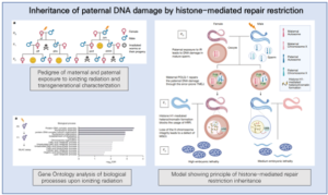 Read more about the article Inheritance of paternal DNA damage by histone-mediated repair restriction