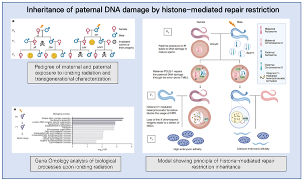 [EzV] Inheritance of paternal DNA damage by histone-mediated repair restriction