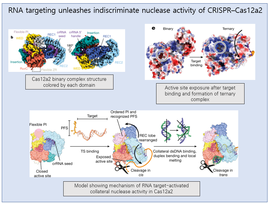 [EzV] RNA targeting unleashes indiscriminate nuclease activity of CRISPR–Cas12a2